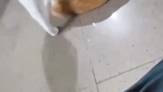 kucing ada aja tingkahnya