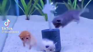 Beautiful Cat Fish