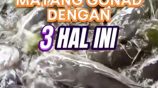 Induk lele Matang Gonad dengan 3 hal ini