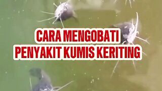Budidaya ikan lele 2