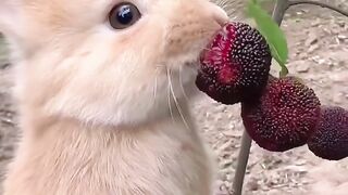 Adorable Fluffy Rabbit Snacks on Large Berries