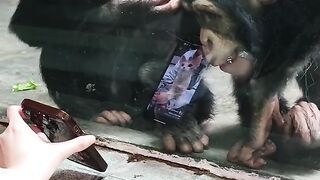 Cute monkeys 2