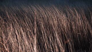 Nature 308