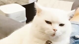 Funniest cat video