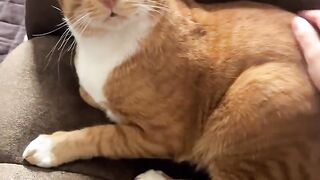Sweet cat 6