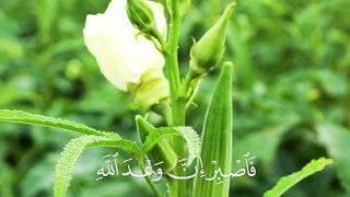 Quran 412