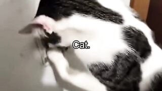 Sweet cats 6