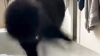 To much cute funny cats video????