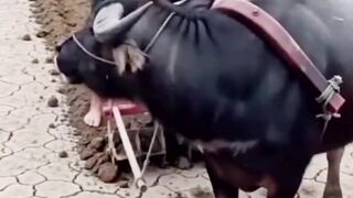 tiba tiba pengen udud???? - Tigerasia88