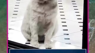 cinta mengubah segalanya