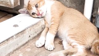 stress banget kayanya wwkwkwk