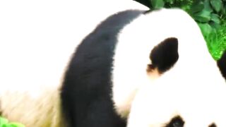 Some Unknown Facts About The Panda & Lion