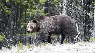 The Grizzly Bear.mp4.2026