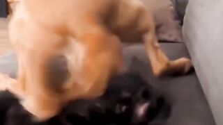 Dogs vs Cats: The Ultimate Couch War