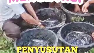 Budidaya ikan lele 3