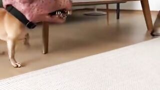 Crazy chihuahua