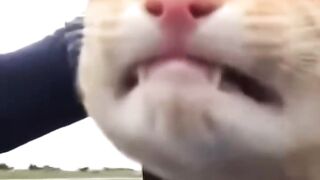 Cat on the motorcycle