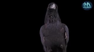 ميراث نور 17
