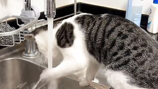 Funny Animals 50