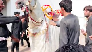 Zuljanah 8
