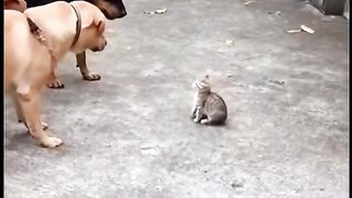 Cat and baby are never ending story in world. #viral #viralreeĺs #babyshowe