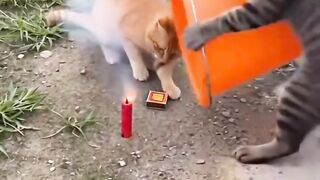 dua Kucing Jahil