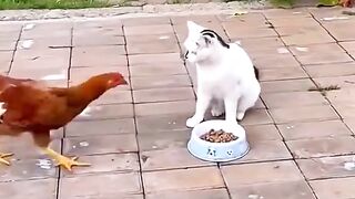 rebutan makanan ayam vs kucing