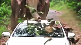 ???? Giant Elephant vs Toyota Car – You Won't Believe What Happened! ???????? #Shorts