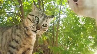 Lucu kucing Bertengkar rebutan bini