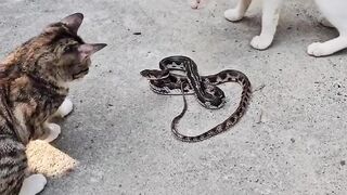 sangat seru ular di kepung kucing