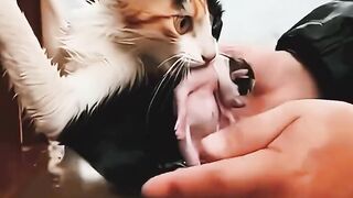 I rescued a cat and her kitten from drowning in the flood ????#rescuelife #animalrescue #cat #kitten