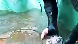 Ikan Arwana Melahirkan Anaknya Dari Mulut