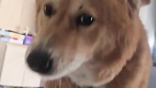 Buetiful dog