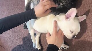Der ultimative Ratgeber für den Kauf einer Französischen Bulldogge in Deutschland: Seriöse Züchter, Adoption und transparente Kosten