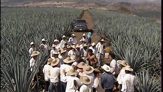 39. Destilando Amor