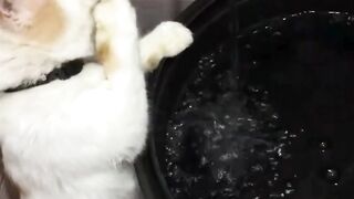 kucing minum