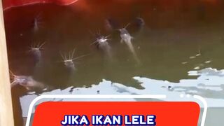 Jika ikan lele seperti ini dipastikan rumahnya bermasalah