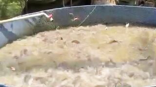 Percuma pakai probiotik kalau tidak tebar padat