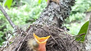 Eagle Hunts a Baby Bird in the Nest While the Parent Is Away | Incredible Wildlife Moment