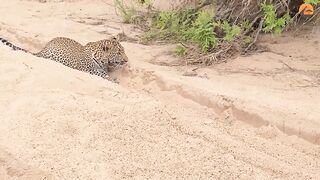 Baby Bird Walks Up to Leopard  Crazy Ending