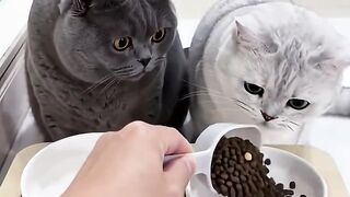 Funny video part 1 7
