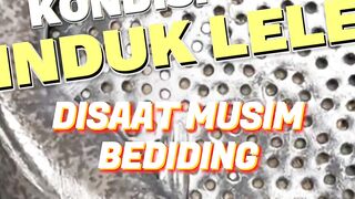 Beginilah kondisi induk lele disaat musim bediding