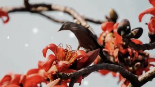 যেমন শিমুলের তুলা বাতাসে উড়ে রে????