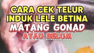 Ternak lele (cek induk lele betina)