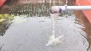 Repot Budidaya Lele 1 kolam dengan air mengandung zat karat