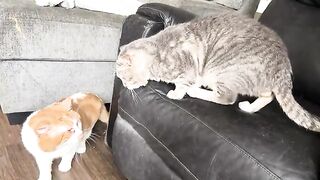 Some form of dominance