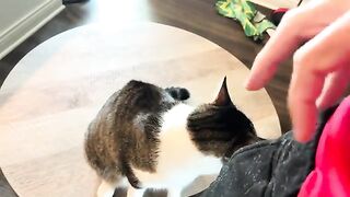 TK and the battle of idk, face pets or something