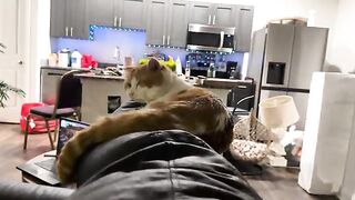 The sweetest cat on Earth