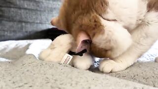 Trying to box again