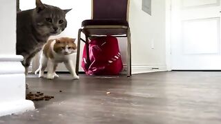 Buffercat jumpscare